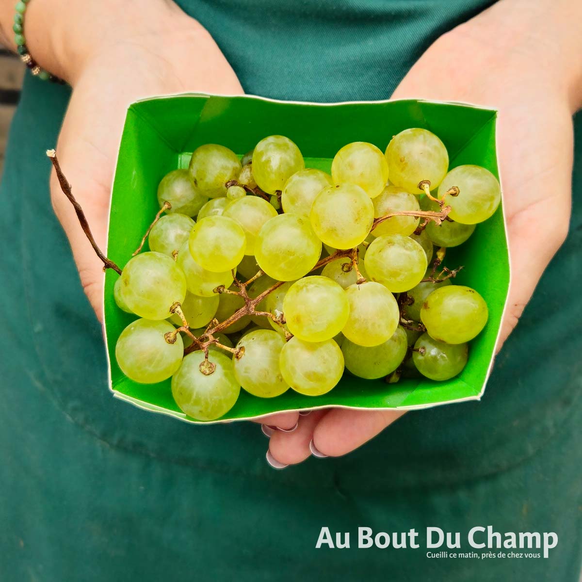 Raisin Blanc BIO