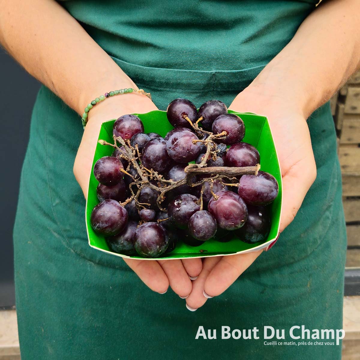 Raisin Noir BIO