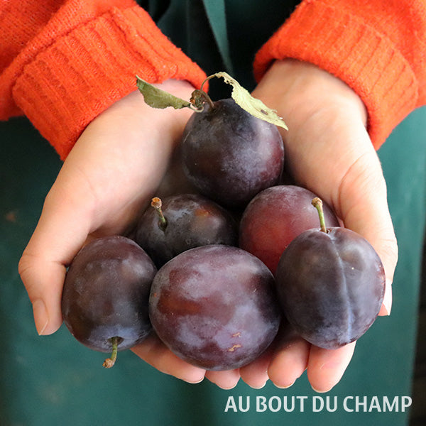 Prune BIO
