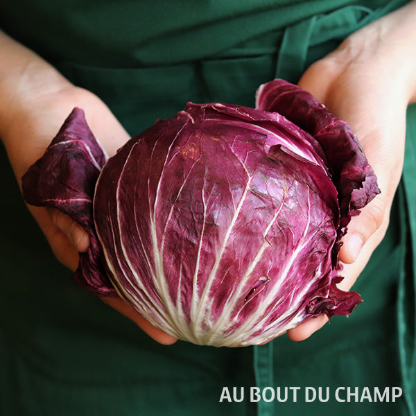 Salade Trévise