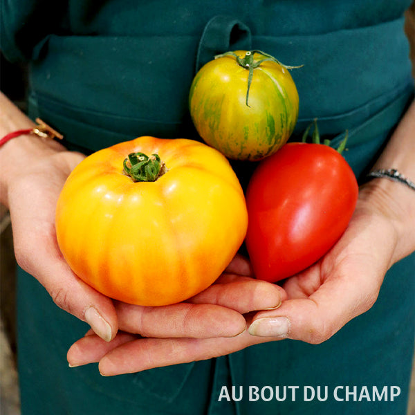 Tomate Ancienne
