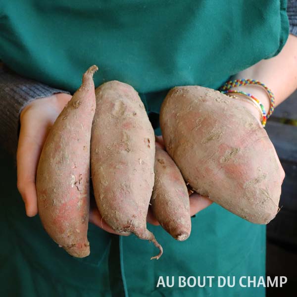 Patate Douce Bio