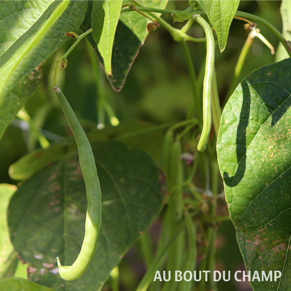 Haricots beurre