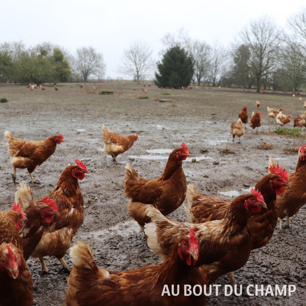 Œufs Plein Air (x6)