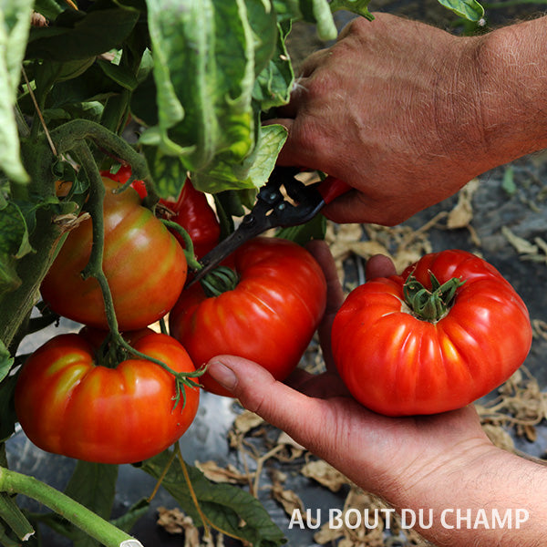 Tomate Ancienne