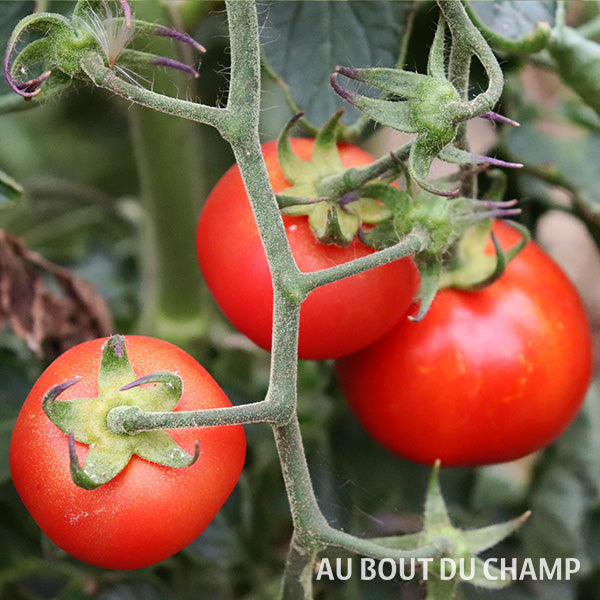 Tomate Ronde