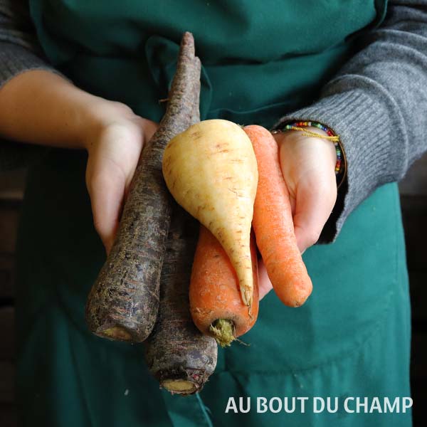 Carotte couleur