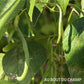 Haricots beurre