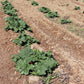 Rhubarbe